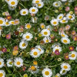 Erigeron karviskiensis 'Profusion'