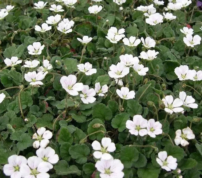 Erodium variabile Bishop White