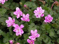 Erodium variabile 'Flore Pleno'