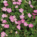 Erodium variabile 'Bishop Rose'