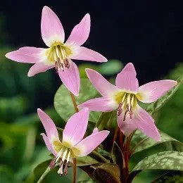 Erythronium dens canis