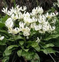 Erythronium revolutum 'White Beauty'