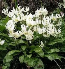 Erythronium revolutum 'White Beauty'