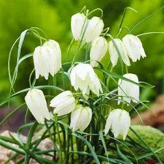 Fritillaria meleagris 'Alba'