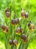 Fritillaria uva vulpis