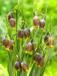 Fritillaria uva vulpis