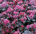 Hylotelephium cauticola 'Coca Cola'