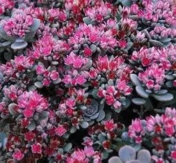 Hylotelephium cauticola 'Coca Cola'