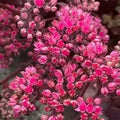 Hylotelephium 'Cherry Tart'