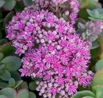 Hylotelephium 'Lime Zinger'