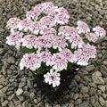 Iberis x hybrida Pink Ice