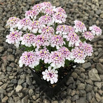 Iberis x hybrida Pink Ice