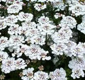 Iberis sempervirens 'Masterpiece'