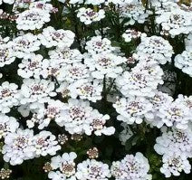 Iberis sempervirens 'Masterpiece'