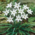 Ipheon 'Alberto Castillo'