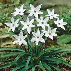 Ipheon 'Alberto Castillo'