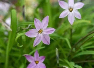 Ipheon uniflorum 'Charlotte Bishop'