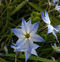 Ipheon uniflorum 'Wisley Blue'