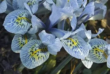 Iris histrioides 'Katherine Hodgkin'