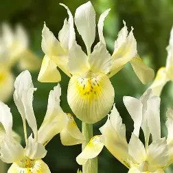 Iris histoides 'Katherine Hodgkin Gold'