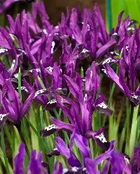 Iris reticulata 'Pauline'