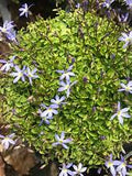 Isotoma 'Fairy Carpet'