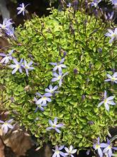 Isotoma 'Fairy Carpet'
