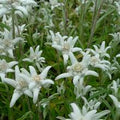Leontopodium souliei