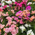 Lewisia x hybrida Elise Mix
