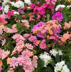 Lewisia x hybrida Elise Mix