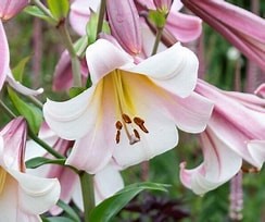 Lilium formosanum var. pricei