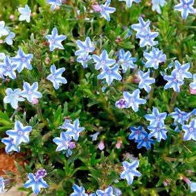Lithodora diffusa 'Blue Star'