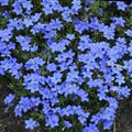 Lithodora diffusa 'Grace Ward'