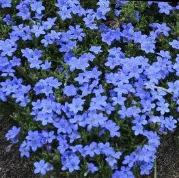 Lithodora diffusa 'Grace Ward'