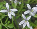 Lobelia pedunculata
