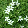 Lobelia pedunculata Alba