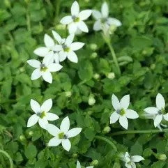 Lobelia pedunculata Alba
