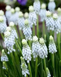 Muscari armeniacum 'Esther'