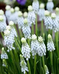 Muscari armeniacum 'Esther'