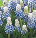 Muscari 'Mountain Lady'