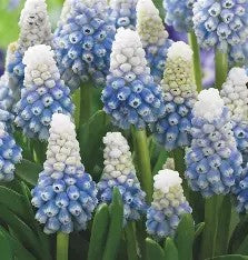 Muscari 'Mountain Lady'