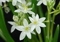 Ornithogalum balansae