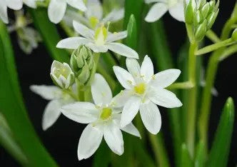 Ornithogalum balansae