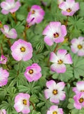 Oxalis adenophylla