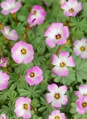 Oxalis adenophylla