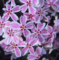 Phlox subulata 'Candy Stripes'