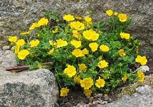 Potentilla verna nana