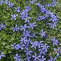 Lobelia pedunculate Country Park