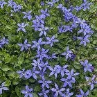 Lobelia pedunculate Country Park