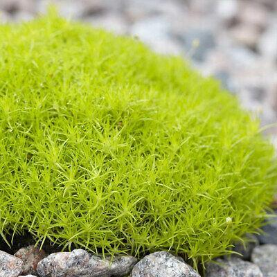 Sagina subulata 'Lime Green'